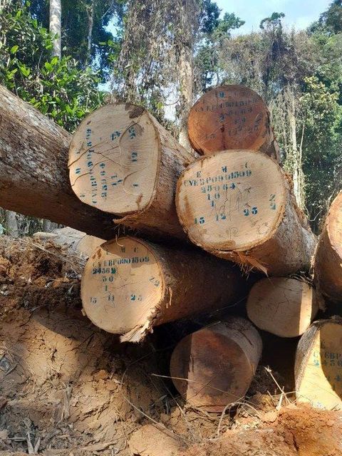 Hardwood Timber - Image 7